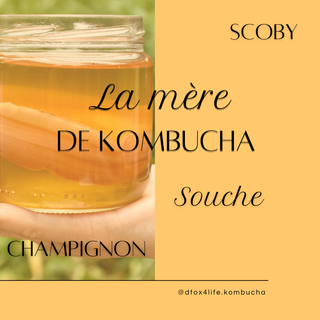 Le Scoby, ou la mère de Kombucha DTOX