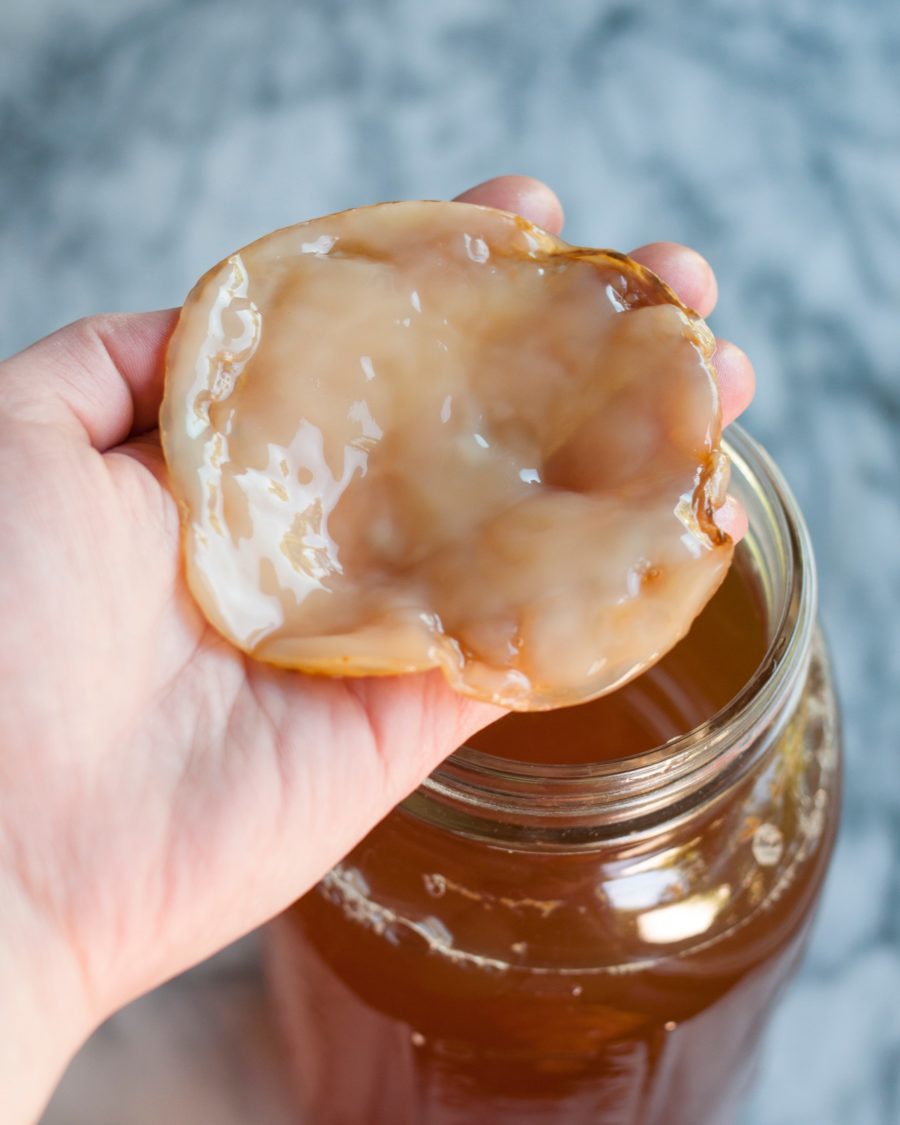 Le Scoby, ou la mère de Kombucha